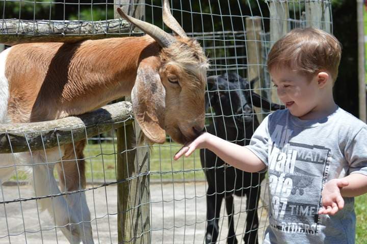 Alimentar os animais