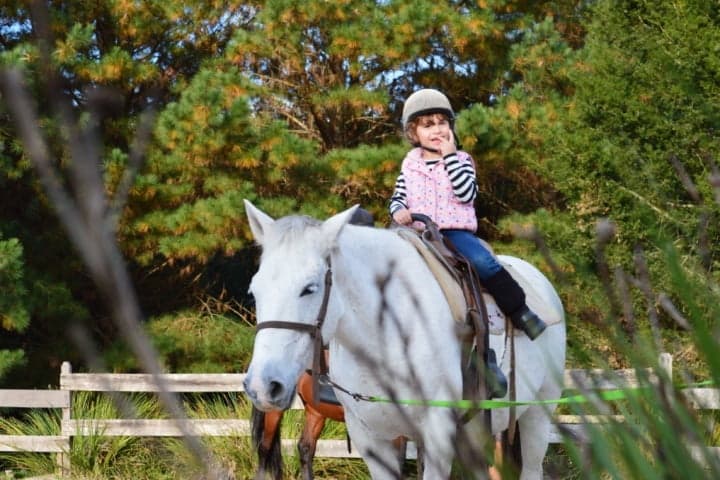 Pônei & cavalo
